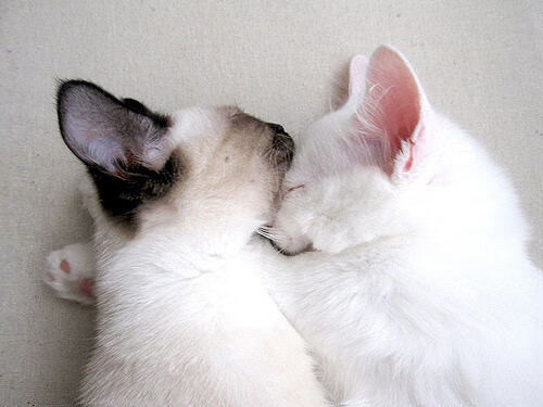 主教练如何设定比赛首节节奏节拍，主教练下课是什么意思