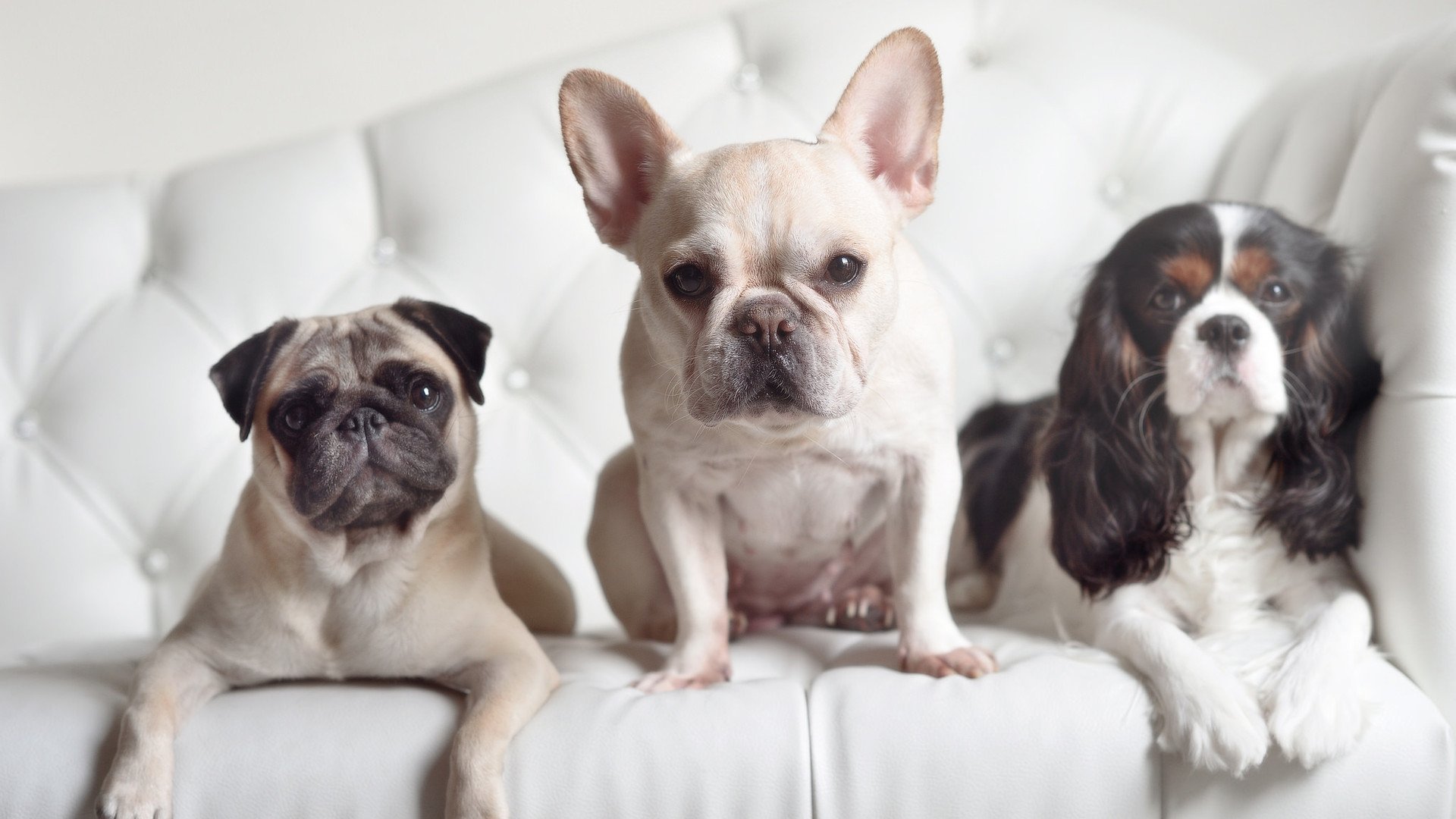 加拿大队如何在国际乒联混合团体世界杯中迎接挑战,加拿大乒乓球外援