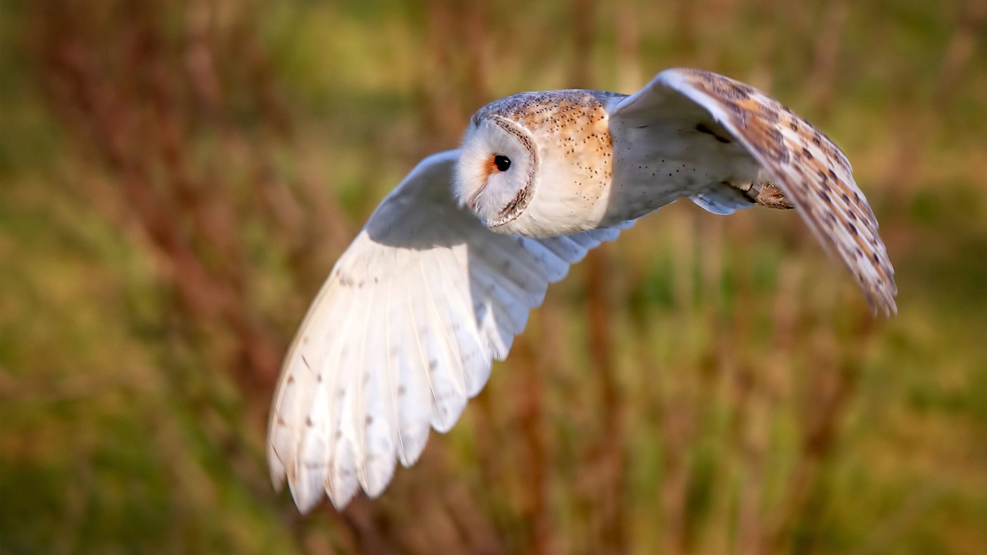 自由搏击赛事注重选手文化素养展示,自由搏击参赛