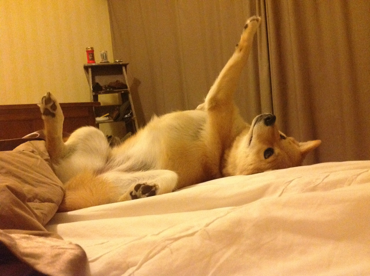 乐鱼官网安全-“举重选手挑战极限重量，高新体育中心赛场掀起运动高潮”